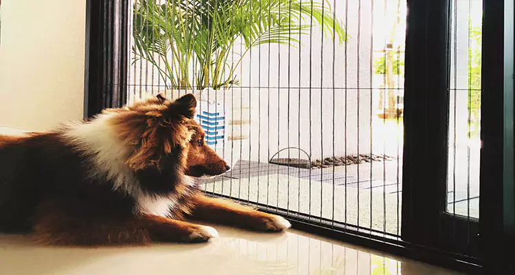 Sliding Screen Pet Door Repair in Jacksonville, FL