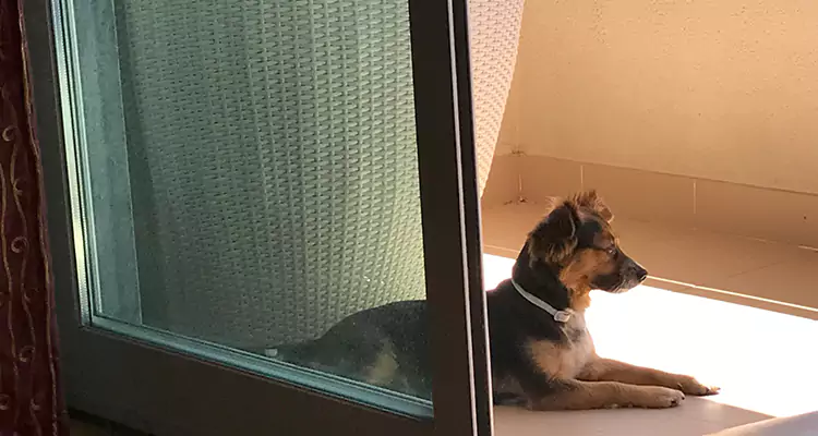 French Door Pet Screen Repair in Jacksonville, FL